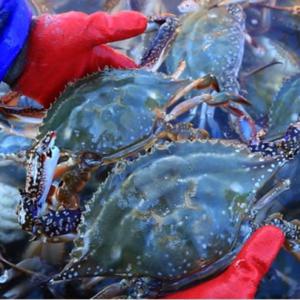 산지 연평도 제철 꽃게 1kg