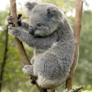 시드니 핵심투어 7일 #포트스티븐스 #4WD사막투어 #울릉공 #돌핀크루즈 #블루마운틴 #4성급호텔 #핫플레이스 #여유로운 시티2일