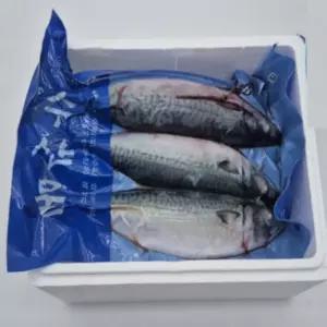 비제이마켓 국내산 생물 통고등어 3미 X 2팩 생물고등어