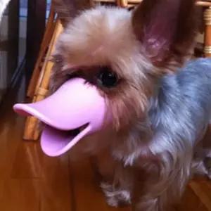 강아지입 애완용품 실리콘입 실리콘 마개 입 강아지 반려견입 반려견 소형견 개 짖음방지 개입 애견악세사