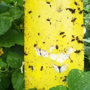 텃밭 벌레 끈끈이 정원 비닐하우스 파리 트랩 스티커 뿌리파리끈끈이