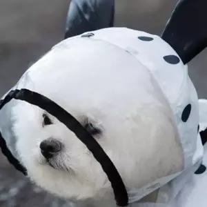 점패턴 애견 판초 반려견 우비 망토 비오는날 산책_WCD34EF