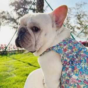 레트로 강아지몸빼 강아지옷 여름 벌룬 할미 할매 실내복 이하 해충방지 아지몸빼 멜빵 바지