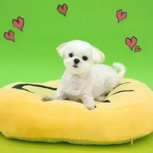 소형견 쿠션좋은 원형 방석겸 침대 U162029 강아지집