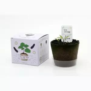 5인세트 초등교과과정 자연생태학습 가지 모종키우기 미니텃밭 자연과학