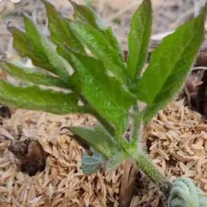 땅두릅 두릅 독활 산야초 종자 품종 씨 씨앗 200립 종자판매 두릅씨 땅두릅씨 재래종자 약용뿌리