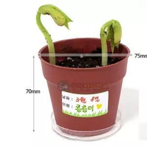 SA 강낭콩 기르기 5인키우기 식물기르기 원예교구 과학교구
