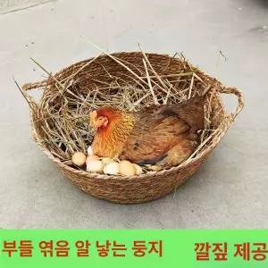 밀집 닭 둥지 병아리 거위 부화장 양계장 알통