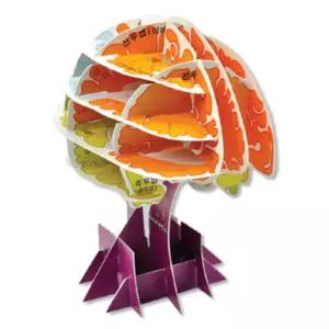 뇌구조 역할 모양 입체 조립식 뇌만들기5P 생물수업 뇌모형 의사