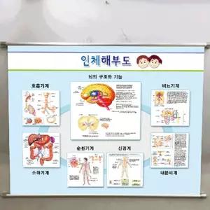 학교 과학실 벽걸이 해부학 포스터 인체 구조 학습 롤포스터 안전게시판
