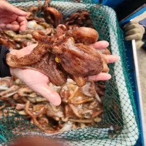 자연산 여수 통영 돌문어 1kg 1-4미  문어숙회 문어회