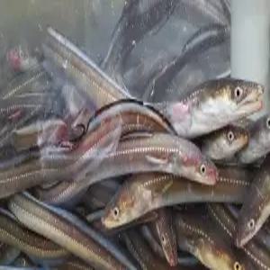 기장식 아나고회 세꼬시 400g