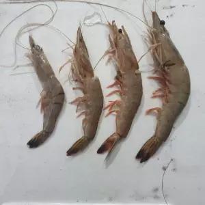 여수 급냉 못난이 대하 1kg15-25미 구이용 찜용 프리미엄