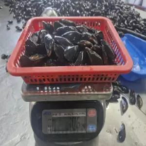 자연산 국산 홍합 1kg 90미내외  1kg  90미내외 홍합탕 해물찜용