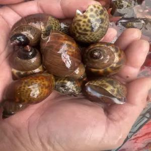 국산 생물 범고동 500g 20미내외  자연산