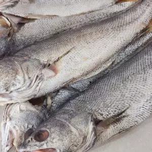 국내산 반건조 민어 4미