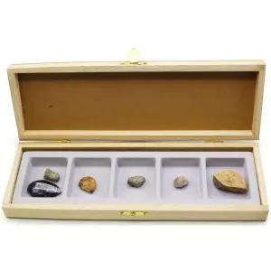 암모나이트 삼엽충 오소레라스 산호 동물화석 5개 교습소 두뇌개발 재미있는 관찰실험