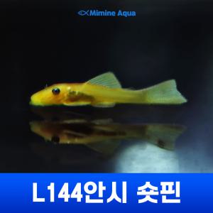 L144안시 숏핀 (3cm ~ 5cm미만)