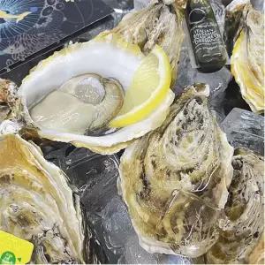 프리미엄굴 최상급 스텔라마리스2kg 개체굴 통영명품굴 오이스터