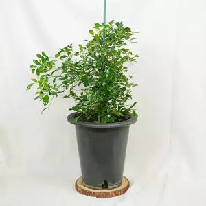 갑조네 오렌지 자스민 특대품 개별배 송