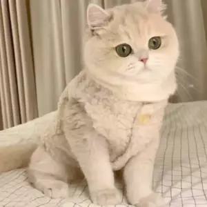 고양이옷쇼핑몰 고양이 수면 조끼 반려 묘 동물 뽀글이 후리스 겨울