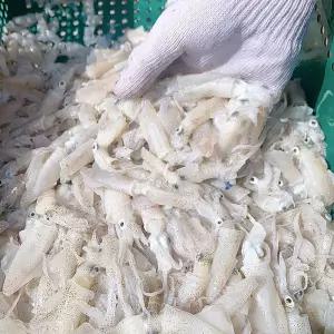 서해 활 호래기 1kg 110미내외 생 꼴뚜기 생물 꼴뚜기 회 생물 호래기 회 호레기 횟감꼴뚜기 횟감호래기