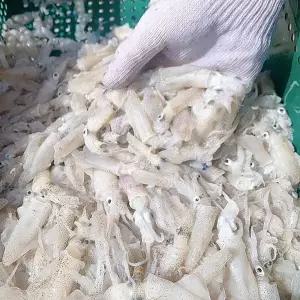 서해 활 호래기 500g 55미내외 생 꼴뚜기 생물 꼴뚜기 회 생물 호래기 회 호레기 횟감꼴뚜기 횟감호래기