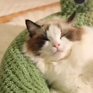 강아지 애견 방석 고양이 반려 쿠션 쇼파 분리가능 쿨방석 침대 소파 의자 펫베드 도넛 원형 고양이집