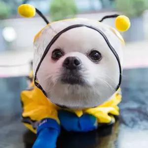 [하프클럽/알티피아]반려견 귀여운 꿀벌 스타일 비오는 날 방수 우비 코디