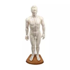 혈자리 인체 모형 50CM 경혈 경혈인형