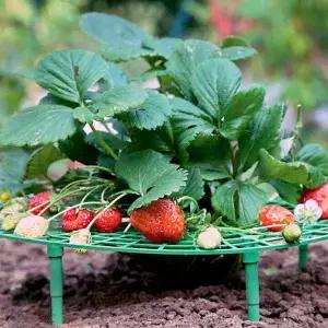 [골드스마일]딸기 과일 채소 거치대 작물 받침대 (특가)
