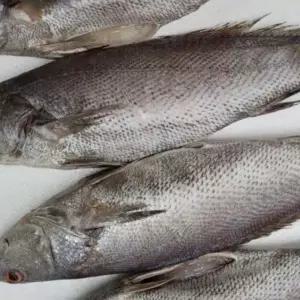 반건조민어 명절선물 수산물 민어 생선 제사용 설날