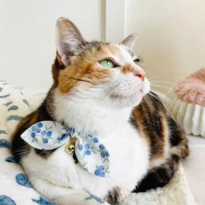 강아지 스카프 고양이 케이프 턱받이 귀여운 선물 분리 리본 가능하고 안전 조정 목걸이