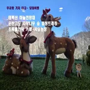 태백산 하늘전망대~운탄고도 자작나무&초록뿔언덕 사슴농장&카페 기차여행 당일