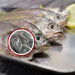 재입고 맛보장 한정판매 햇굴비 20마리+20마리 총40마리 총중량2.0kg  국산참조기