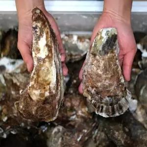 섬진강 강굴 벚굴 5kg 생산자직송