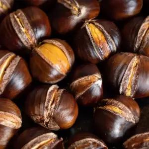 [충북농원] 왕유밤 (포르단) 밤나무 묘목 - 1년생/접목묘