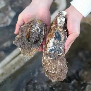 [미스터팜팜]섬진강 강굴 벚굴 벗굴 10kg 진용현 생산자직송