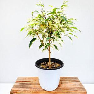 에덴플랜트 무늬벤자민 외목대 토피어리 중품 스트라이트 칼라 공기정화 고무나무 실내식물 스타라이트 인테리어