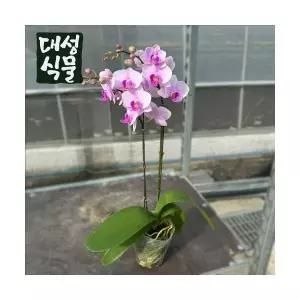 호접란 연핑크 쌍대 선물 거실화분 개업선물 꽃 축하선물 플랜테리어 호접난 실내 대성식물