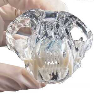 동물병원 개 머리 모형 수의사 고양이 토끼 동물 금형