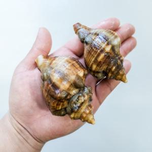 [롯데백화점]인정식탁 오늘의바다 삐뚤이소라 1kg