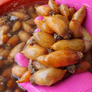 국내산 횟감용 미더덕 활 미더덕회 오만둥이