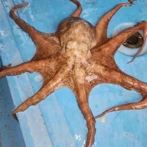 [바른정성] 활 통영 돌문어 1.5kg (1-5미) 가족 외식 느낌 신선한 문어