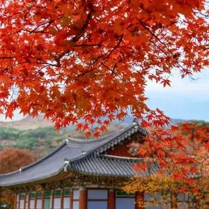 김천 직지사 사명대사공원 대구 송해공원 2025 단풍 당일 버스 여행