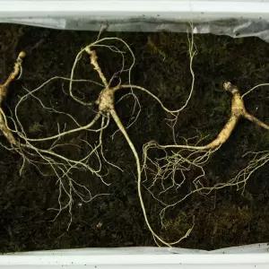 프리미엄 하루한뿌리 산양산삼 산양삼 장뇌삼 (20년산 이상 프리미엄 선물용 2뿌리 + 가족삼 2뿌리)