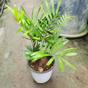 플로리다소철 관엽식물 야자수식물 인테리어식물 화분선물 A06