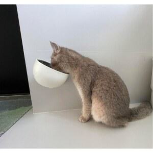 벽부착 고양이 강아지 애견 반려동물 물그릇 각도조절 밥그릇 스텐 펫 식기 식탁