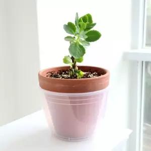 5개셋트 미분형 저면관수 반투명 포트 화분 커버 5개셋트 미분형16cm물구멍x (WFKAEJB)