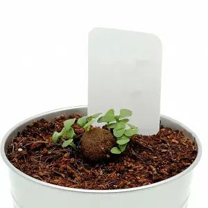 패랭이꽃 씨앗 배양토 2팩 화초 종자 식물 양육 흙 혼합 재료 번식 그루 기 원예 꽃씨